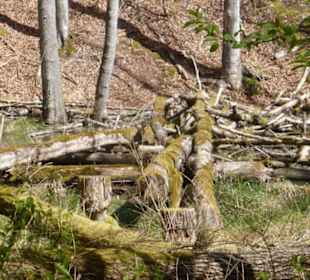 Wandereindrücke: von Handthal nach Ebrach