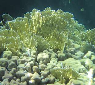 Schnorcheln Marsa Alam