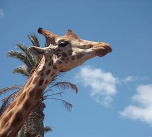 Oasis Park, Bus geht tägl. vorm Hotel R2 Pajara Beach weg