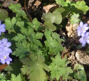 TraumRunde Schwanberg: Blumen am Wegesrand