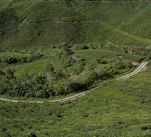 Malownicze widoki na plantacje herbaty