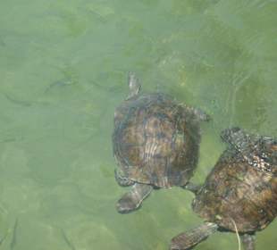 Schildkröten im Dalyan-Fluss