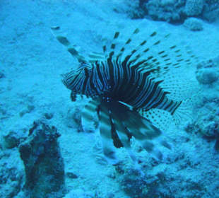 Rotfeuerfisch am Hausriff