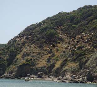 Schafherde am Strand