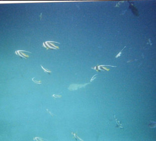 Schwarm Halfterfische