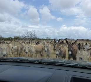 Eingang zum Freigehege