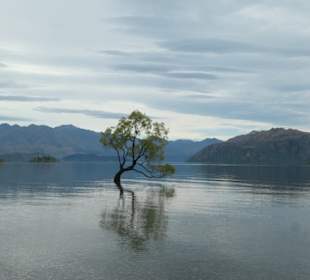 Wanaka Tree