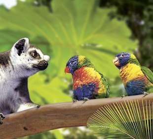 Katta und Gebirgsloris Hagenbeck