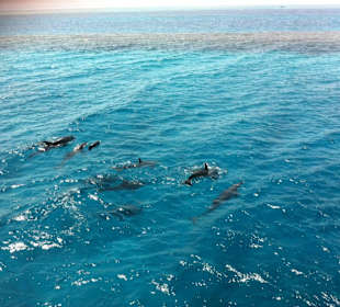 Ausflug mit den Delphinen