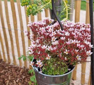 Ideen-Vorschläge für den Garten