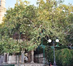 Kos Stadt, Platane des Hippokrates und Loggienmoschee