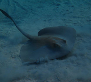 Federschwanz-Stechrochen