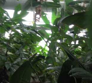 Tropicarium