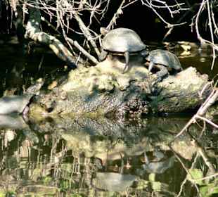 Schildkröten im Schildkröten Ropotamo-Fluß