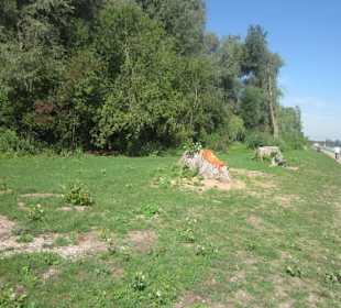 Am Rhein bei Germersheim