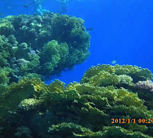 Nordriff über den Korallen