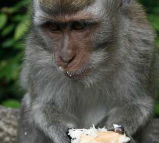 die Jackfruit, die wir nicht mochten