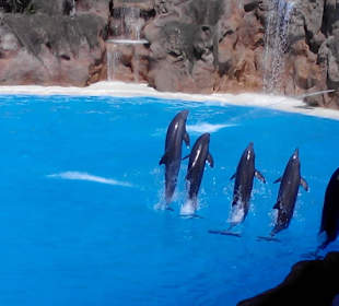 Dolphins