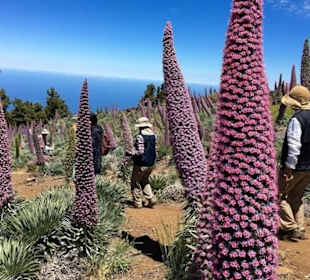 Wandern auf dem Roque de Los Muchachos, Taginasten