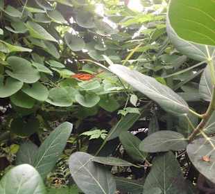 Rversteckt sich wieder