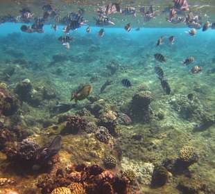 Beim Schnorcheln am Riff