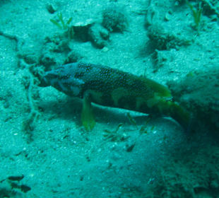 St. Lucia Unterwasserwelt /Leslie M.