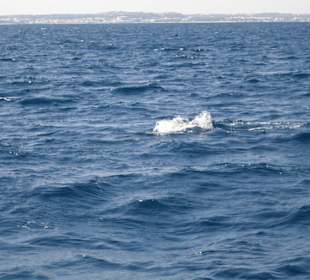 Ein Delphin
