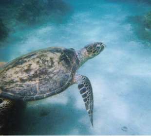 Karettschildkröte am Zeytouna Beach 