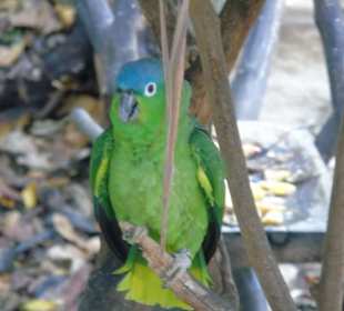 Xaman Ha Bird Park