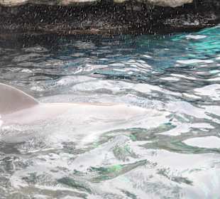 Delfin im Aussengehege