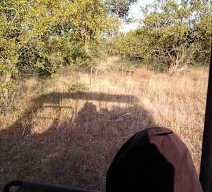 Krüger Nationalpark