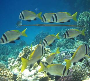 Eine Seenadel inmitten eines Fischschwarms