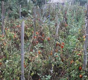 Azienda Agricola Arena Carmelo