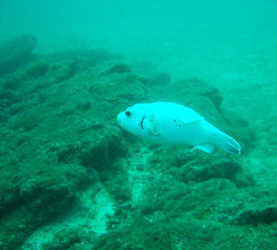 Newguineafowl Puffer