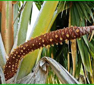 Blütendolden Coco de Mer