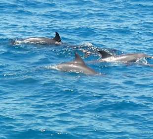 Delfine schwimmen neben dem Schiff