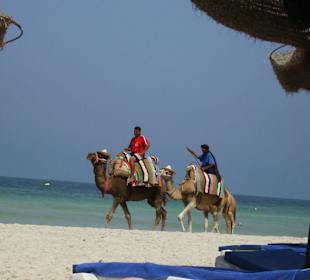 Kamelreiten? 25 Euro!