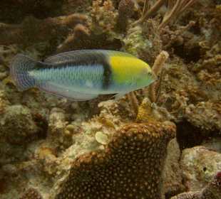 Begegnung unter Wasser Hurghada