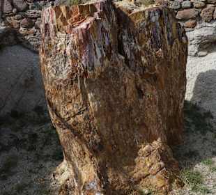 Petrified Forest