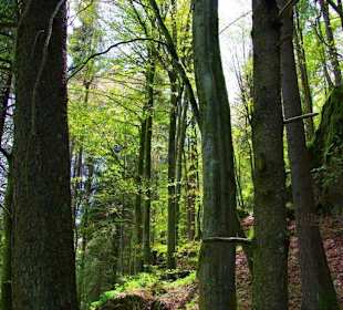 Wanderung zum Bärenfels
