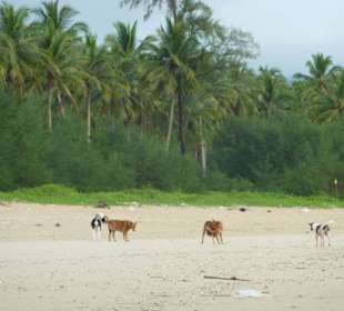 Ruhige Hunde beim Strandspaziergang