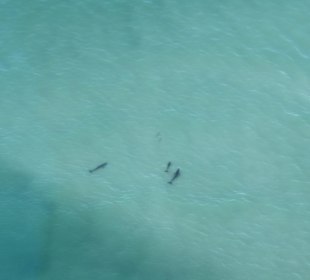 Delfine vor Marco Island