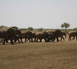 Safari ca 20 M vor unserm Zelt Richtung Wasser