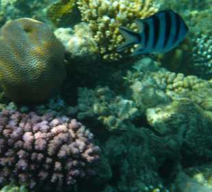 Riff direkt an der Landzunge