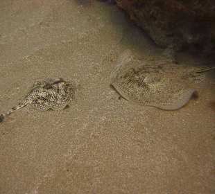 Unterwasserwelt Sosua Divecenter Merlin