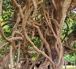 Mauritius Deutschsprachige Touren