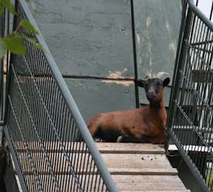 Irrland Bauernhof-Erlebnisoase