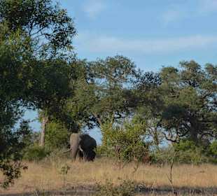Krüger Nationalpark