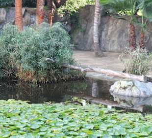 Beim Eingang - Teich mit Blumen