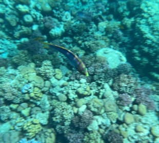 Schnorcheln Hurghada